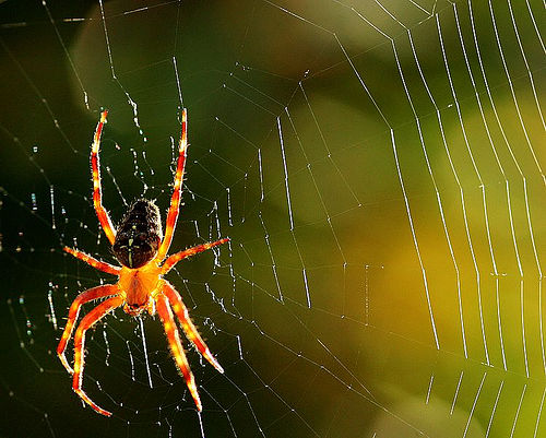 Veneno de aranha pode ter elementos químicos essenciais para novos analgésicos